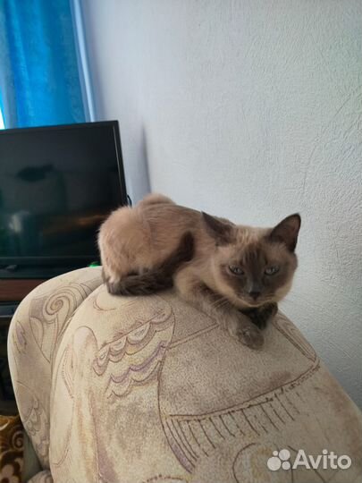 Отдадим сиамскую кошечку в добрые руки