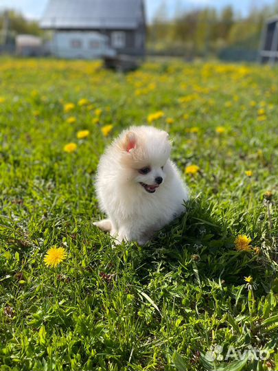 Щенки шпица