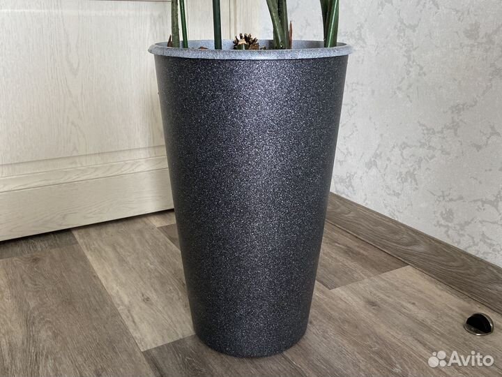 Замиокулькас (долларовое дерево) + кашпо