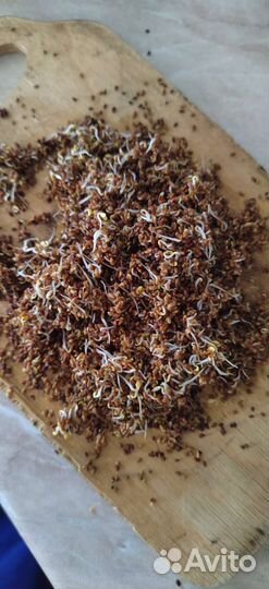 Продаю семена люцерны