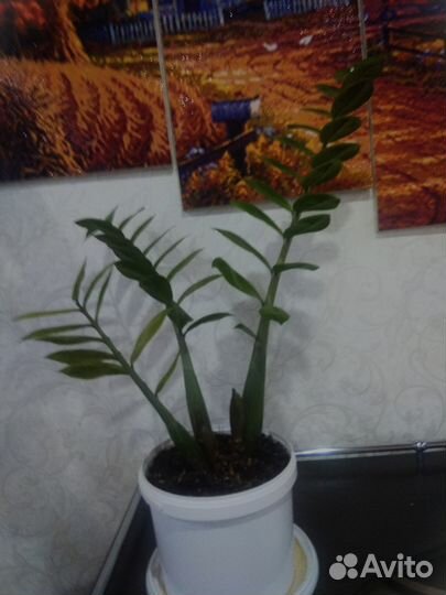 Замиокулькас