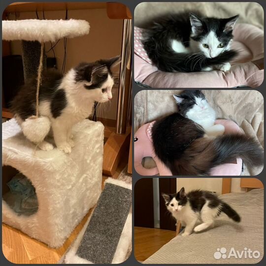 Роскошный Марсик котенок в добрые руки