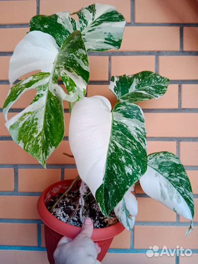 Монстера альба