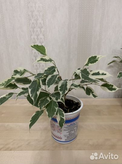 Фикус бенджамина разных разновидностей