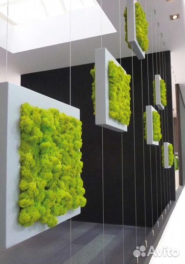 Соты из мха