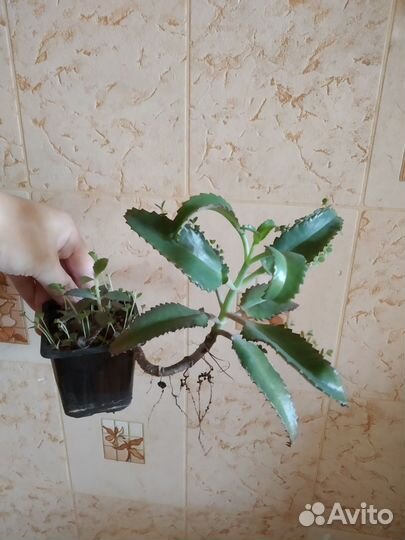 Алоэ песколюбивое, каланхоэ и суккуленты