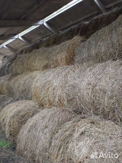 Продам сено в рулонах