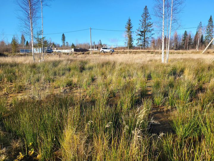 Участок 12 сот. (СНТ, ДНП)