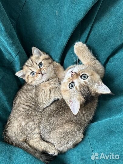 Британская золотая шиншилла ny 12