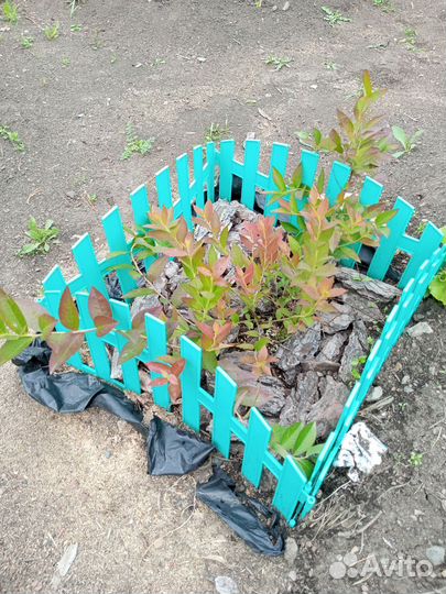 Голубика, черника.брусника