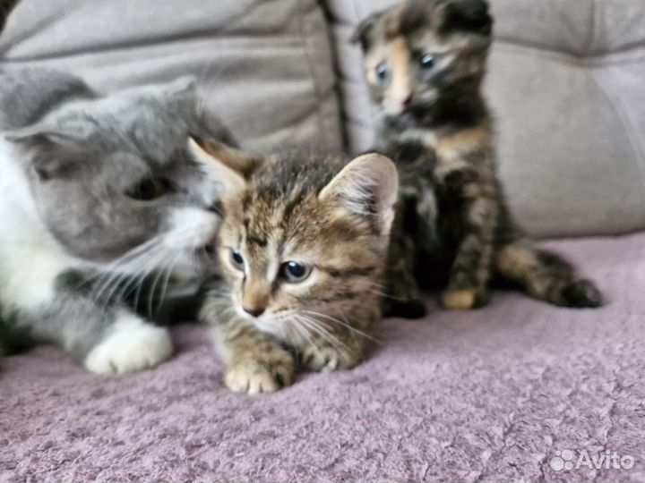 Отдаём в добрые руки котят