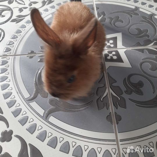 Львиноголовый кролик