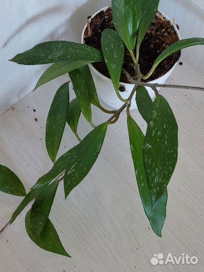 Взрослые хойи