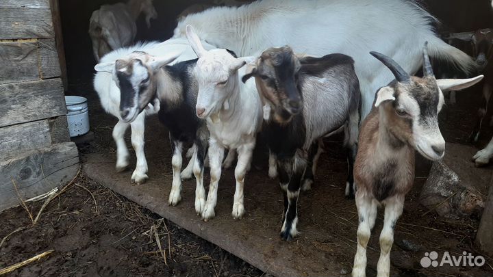 Продам козлят