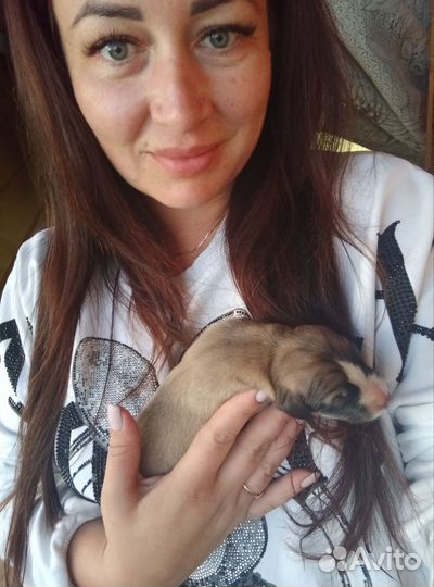 Щенки алабая