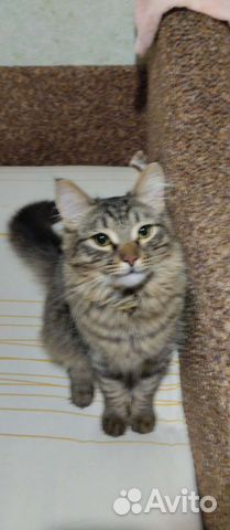 Котик в добрые руки