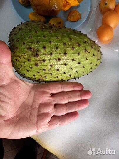 Гуанабана Аnnona Мurikata саженец