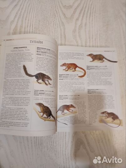 Эллюстрированная энциклопедия животных