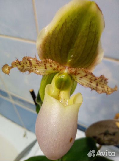 Коллекционные орхидеи