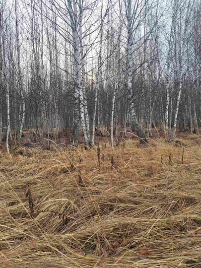 Участок 740 га (СНТ, ДНП)