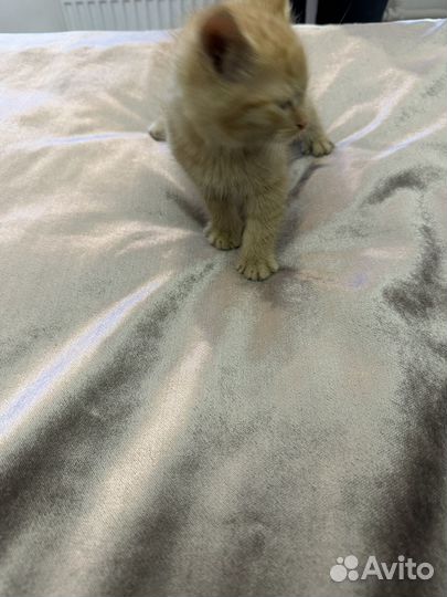 Кошка в хорошие руки