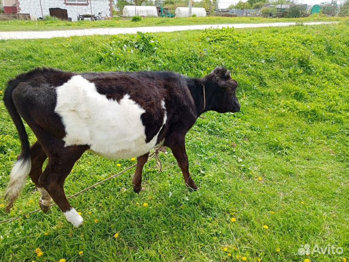 Телёнок 8месяцев