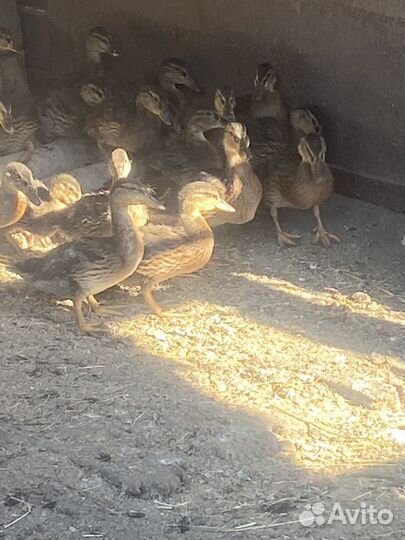 Подсадные утки