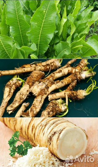 Заготовки Грибы хрен растения