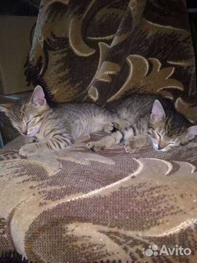 Абиссинские котята