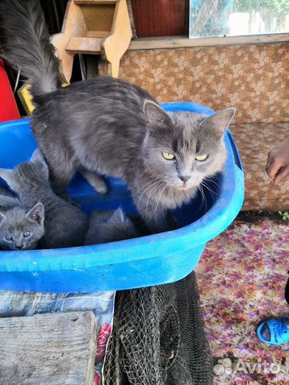 Русская голубая