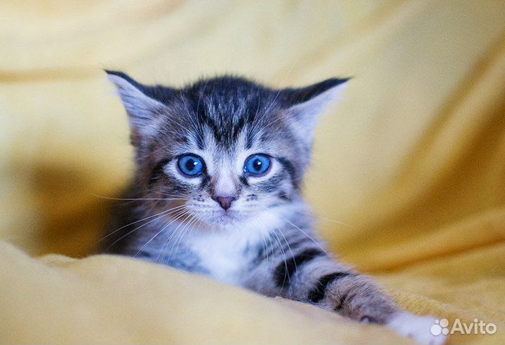Маленькие очаровательные полосатые котятки 2 мес