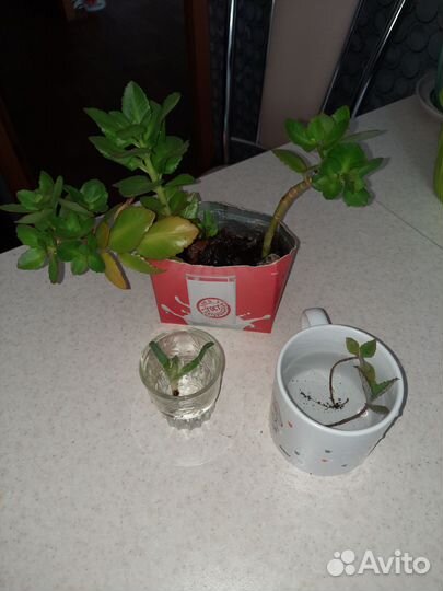 Алоэ,каланхоэ