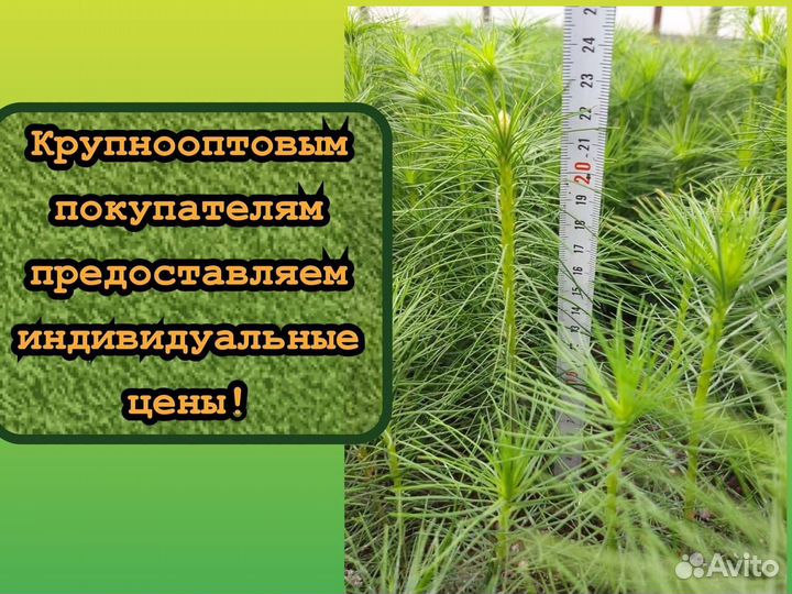 Сеянцы ели и сосны зкс