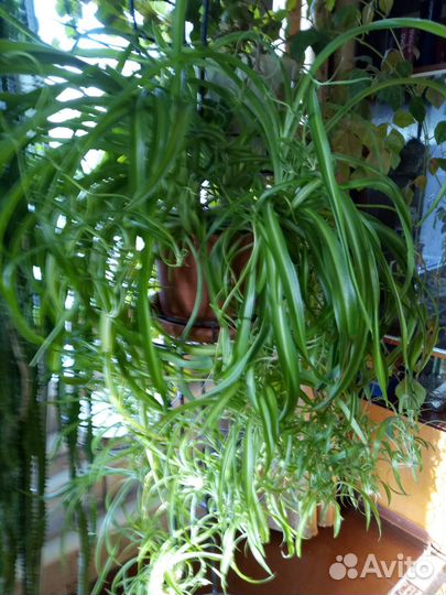 Хлорофитум - растение для больших домов