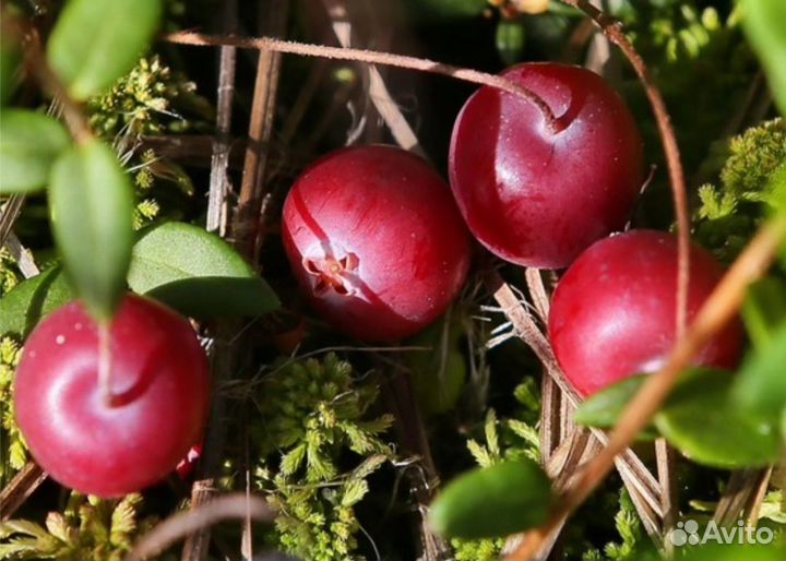 Продам клюкву