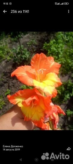 Гладиолусы луковицы