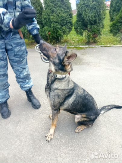 Немецкая овчарка ищет дом