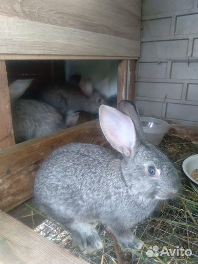 Кролик