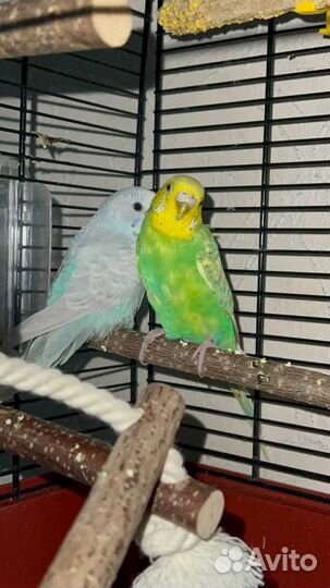 Попугаи волнистые