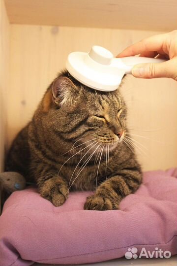 Зоогостиница, передержка для кошек