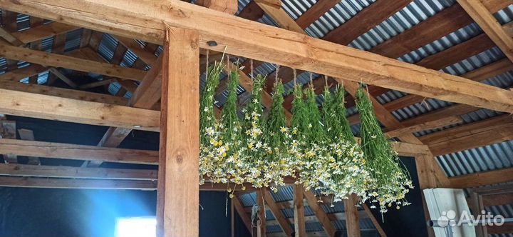 Лекарственные и луговые травы