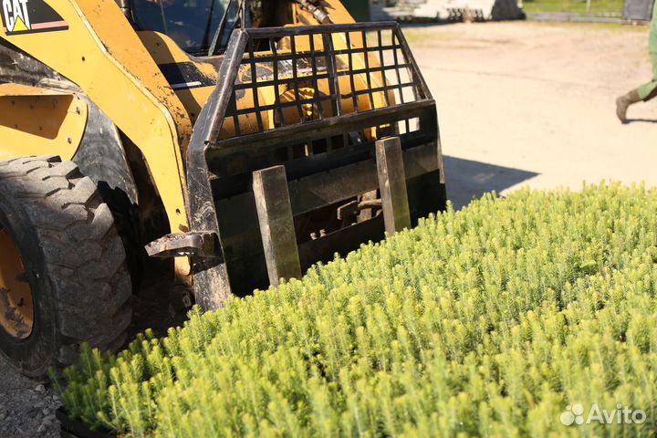 Сеянцы ели и сосны зкс