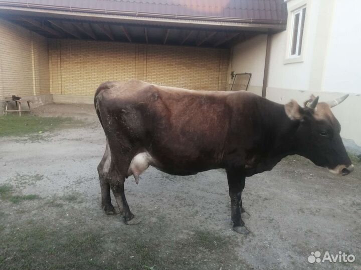 Корова дойная с теленком