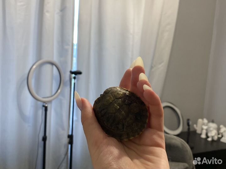 В добрые руки