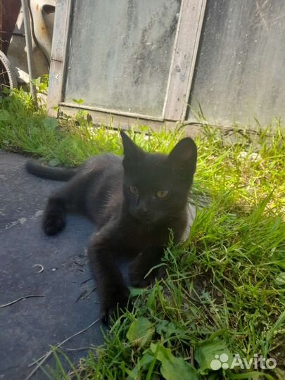 Котята помесь мама британка папа неизвестен