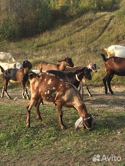 Коза нубийская