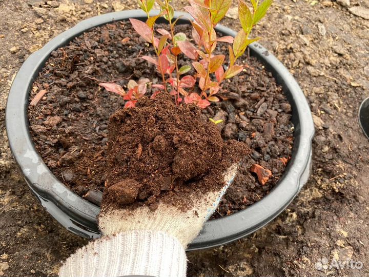 Торф для голубики и гортензий, Кора, хвойный опад