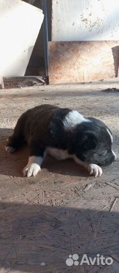 Русско европейская лайка