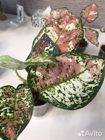 Аглаонема триколор тай