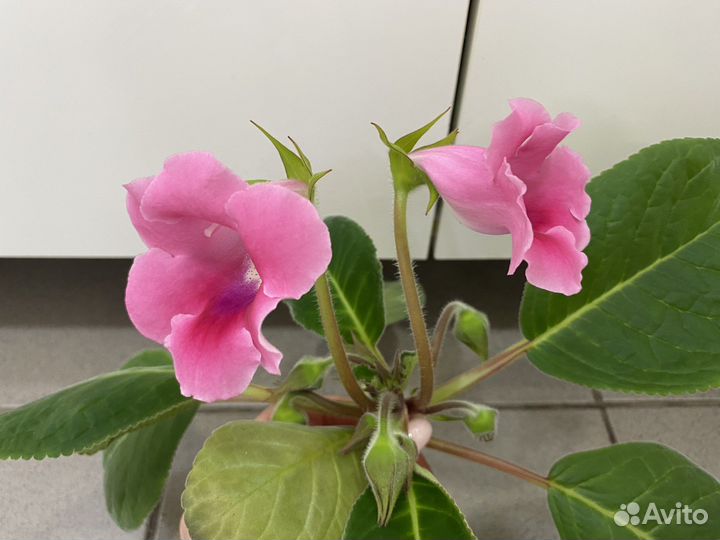 Глоксиния розовая цветущая